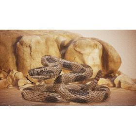 3D Rattlesnake Rigged model